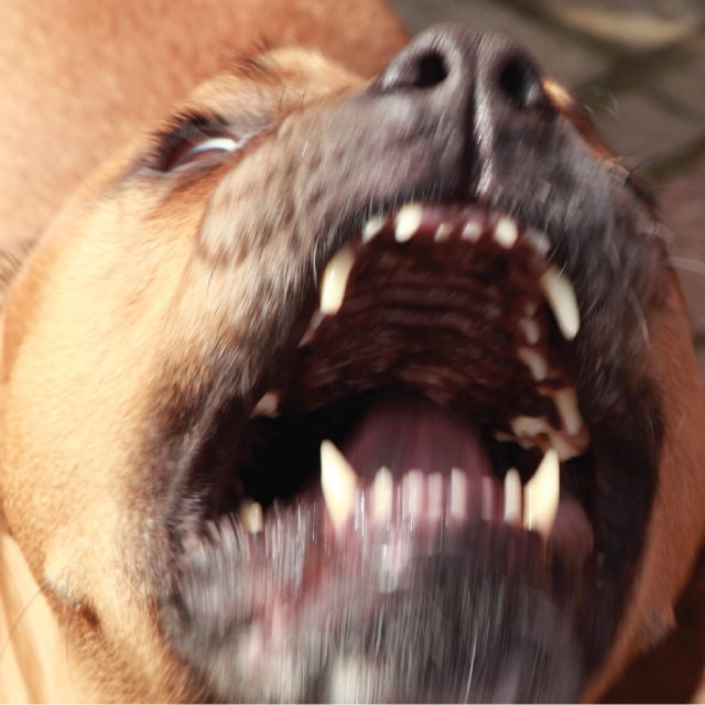 Consider the Pit Bull