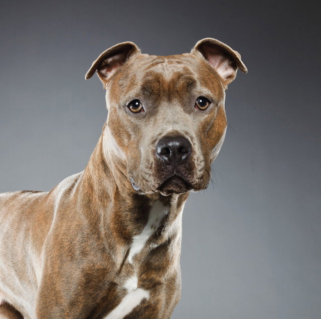 Consider the Pit Bull