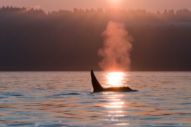 "Killer Whales off Golden Gardens in Ballard last weekend."—William Drumm