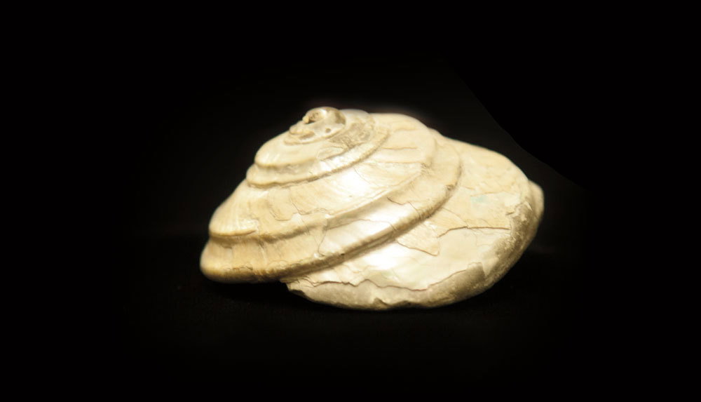 One hundred million years ago, a fateful game of continental bumper cars produced what is now Western Washington. Some of the oldest objects in the city are mollusk shells resting in the cabinets of the Burke Museum. These iridescent spirals are from a now–extinct species of snail that lived 25 million years ago, when the earth was cool and forests covered much of what is now Washington. Since then, the land, drenched in lava and carved by ice, has undergone radical shifts. The last glacier covering Seattle began receding 13,000 years ago, leaving a freshwater lake, then a saltwater sea, and eventually room for the earliest human inhabitants.