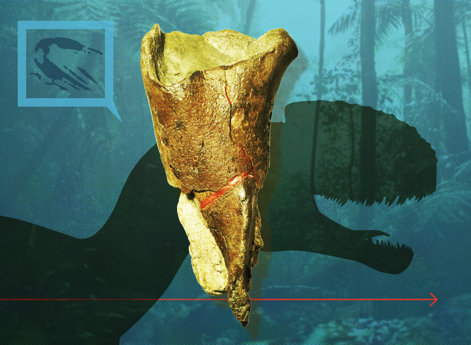 The Suciasaurus femur fragment.